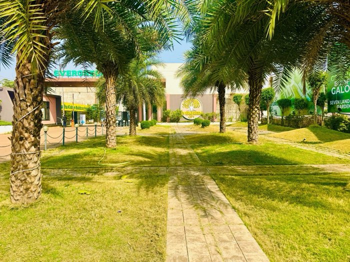 palm-lawn